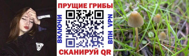 Псилоцибиновые грибы Magic Shrooms  Севастополь 
